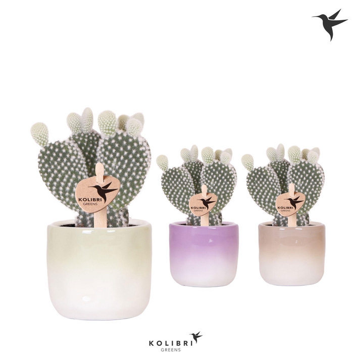 <h4>Kolibri Greens Opuntia white in Gradience pot mix</h4>
