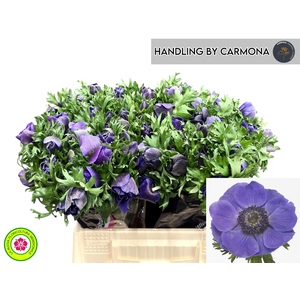 ANEM CO MIS + D BLUE