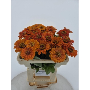 ZINNIA ELEGANS