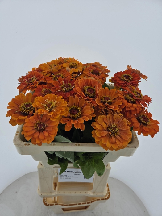 <h4>ZINNIA ELEGANS</h4>