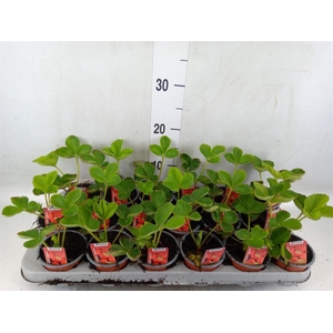 Fragaria ananassa 'Elsanta'