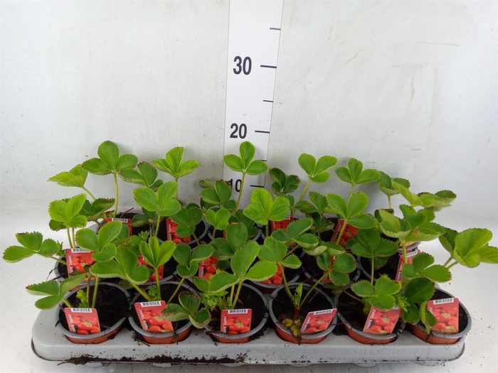 <h4>Fragaria ananassa 'Elsanta'</h4>