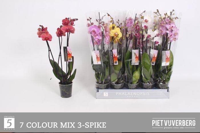 <h4>PHAL GEM 7 KL</h4>