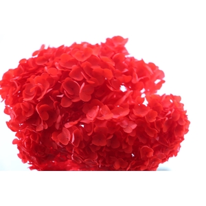 Pres Hydrangea Red Bunch