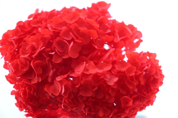 <h4>Pres Hydrangea Red Bunch</h4>