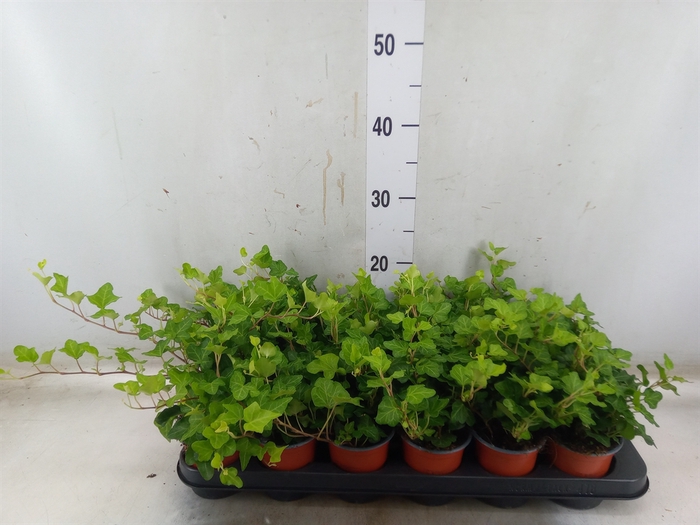 <h4>Hedera helix 'Wonder'</h4>