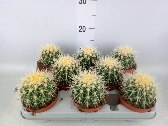 <h4>Echinocactus grusonii</h4>