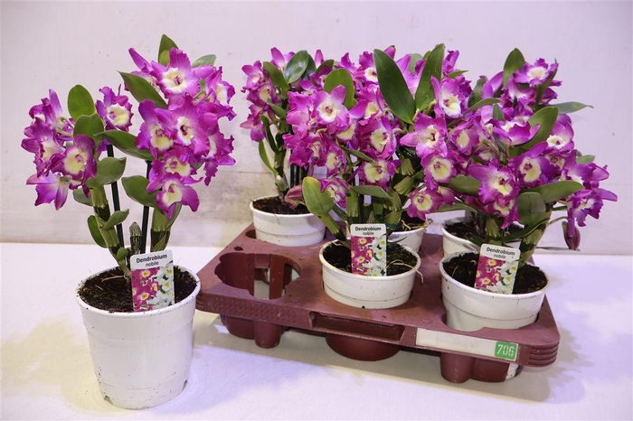 <h4>Dend Nobile</h4>