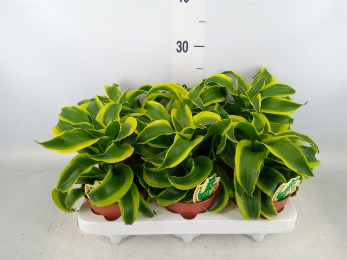 <h4>Dracaena frag. 'Tornado'</h4>