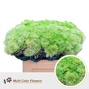 Chr. Tr 'Baltica' DYED Green Mint