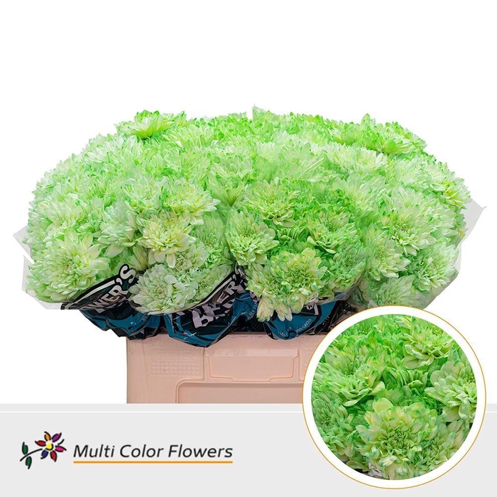 <h4>Chr. Tr 'Baltica' DYED Green Mint</h4>