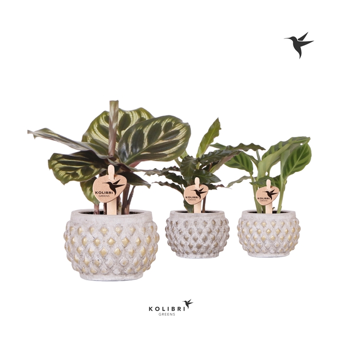 <h4>Kolibri Greens Calathea mix in Marrakesh pot gold copper</h4>