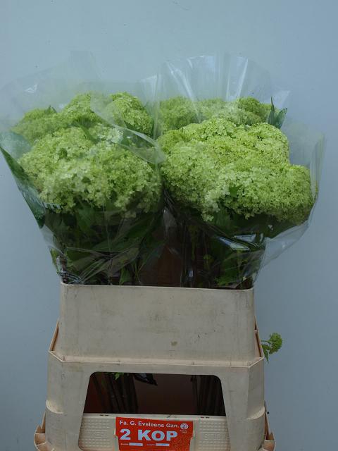 <h4>VIBURNUM ROSEUM ST</h4>