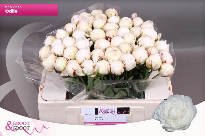 <h4>PAEO L ODILE</h4>