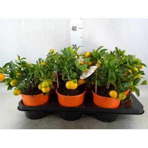Citrofortunella microcarpa