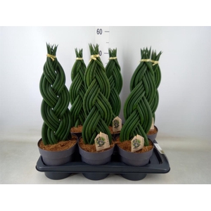 Sansevieria cyl.  ...