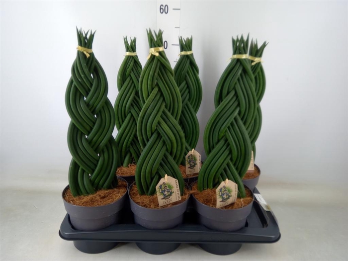 <h4>Sansevieria cyl.  ...</h4>