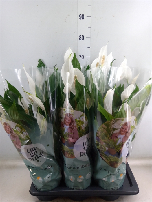<h4>Spathiphyllum  'Bingo Cupido'</h4>