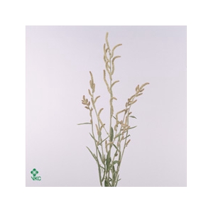 Amaranthus Yearming Desert