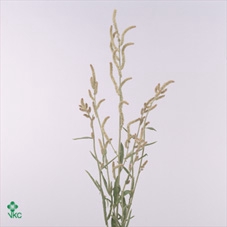 <h4>Amaranthus Yearming Desert</h4>