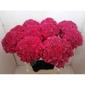 HYDR M MAG RUBYRED