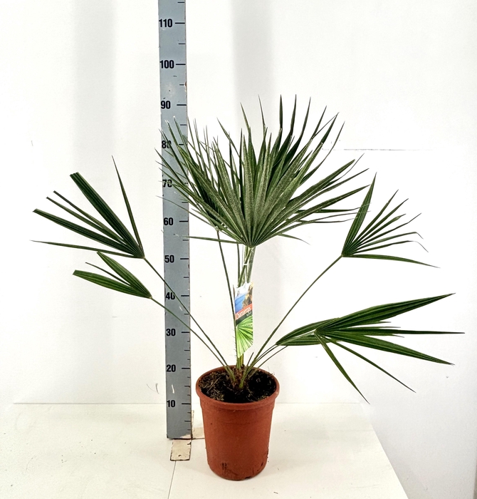 <h4>CHAM HUMILIS</h4>