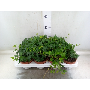 Hedera   ...green leafed