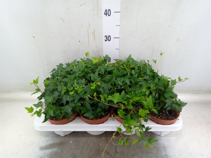 <h4>Hedera   ...green leafed</h4>