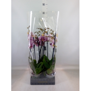Phalaenopsis  'FC Black Stripes'