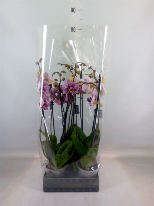 <h4>Phalaenopsis  'FC Black Stripes'</h4>