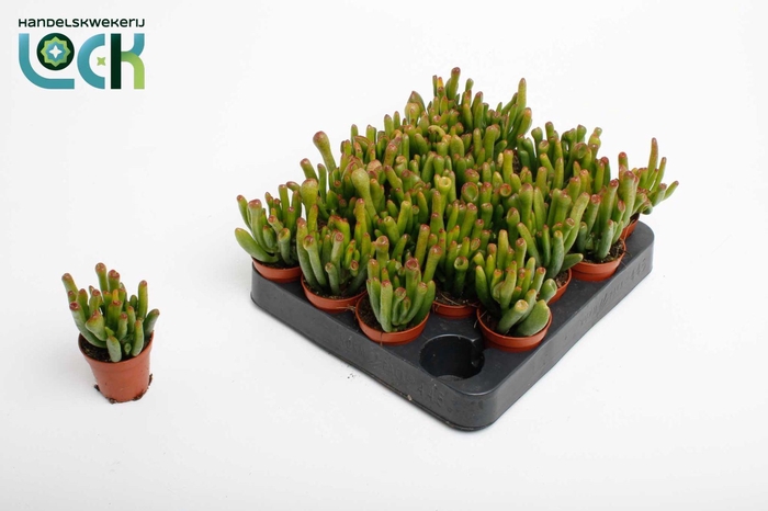<h4>Crassula Horn Tree</h4>