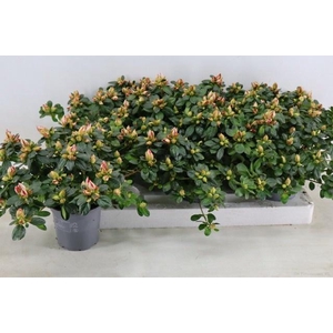 RHODO SI SACHSENSTER