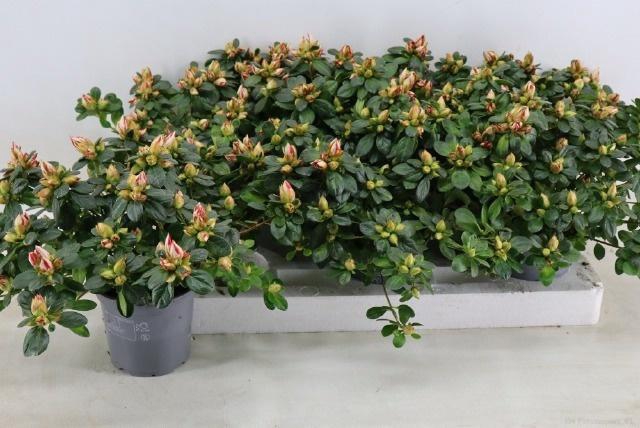 <h4>RHODO SI SACHSENSTER</h4>