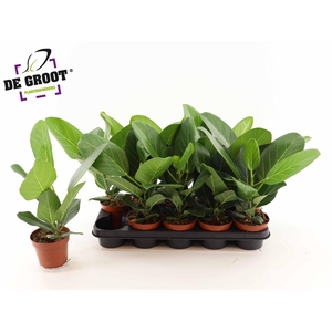 FICUS BENG AUDREY