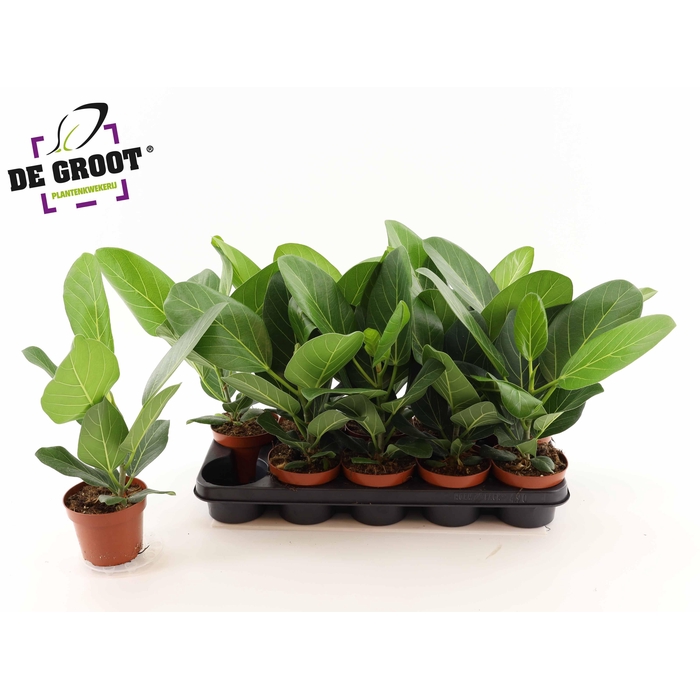 <h4>FICUS BENG AUDREY</h4>