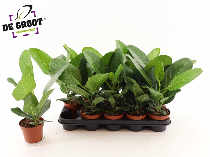 <h4>FICUS BENG AUDREY</h4>