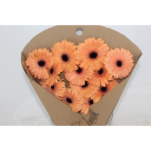 GERBERA ALMA >10 CM DIAM <050 CM SA
