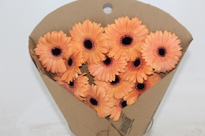 <h4>GERBERA ALMA >10 CM DIAM <050 CM SA</h4>