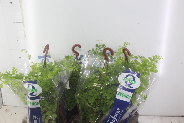 <h4>AVENCA VARIADA C21</h4>