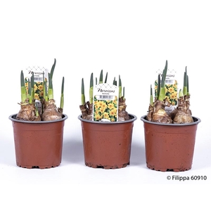 NARCISSUS INCOMPARABILIS