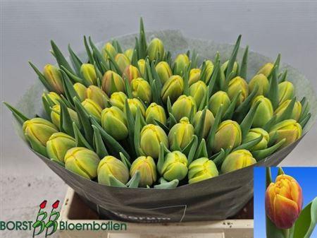 <h4>Tu Du Shell</h4>