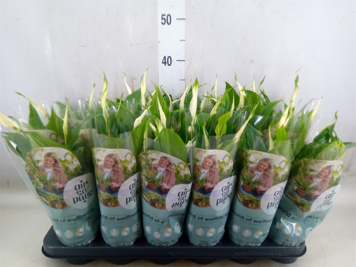 <h4>Spathiphyllum  'Chopin'</h4>
