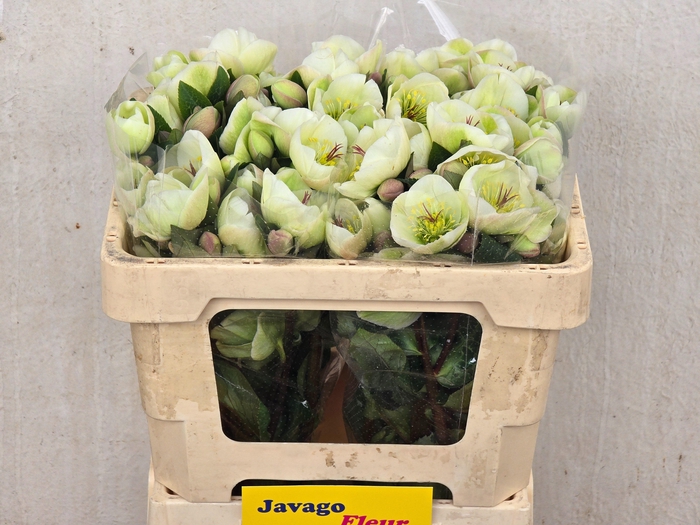 <h4>HELL FRK MOONDANCE</h4>