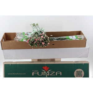 Di Solomio Cas x20 Box