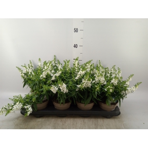 Angelonia  'Serena White'