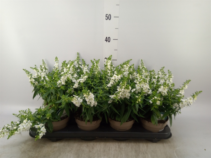 <h4>Angelonia  'Serena White'</h4>