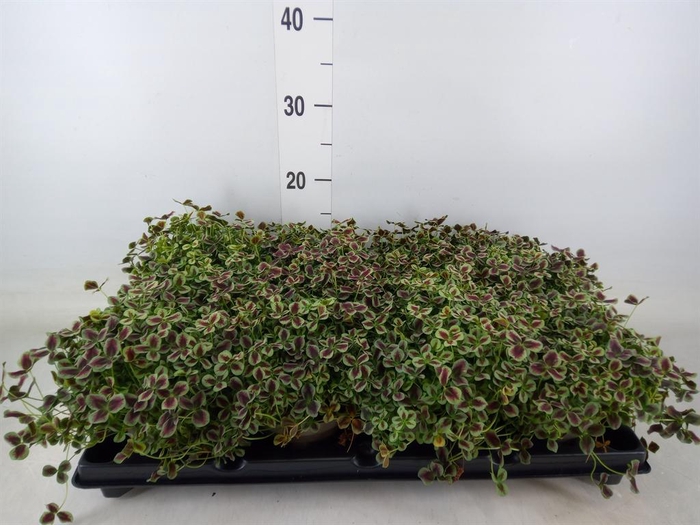 <h4>Trifolium repens 'Estelle'</h4>