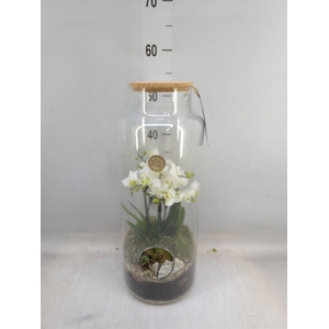 Arr. Phalaenopsis H%