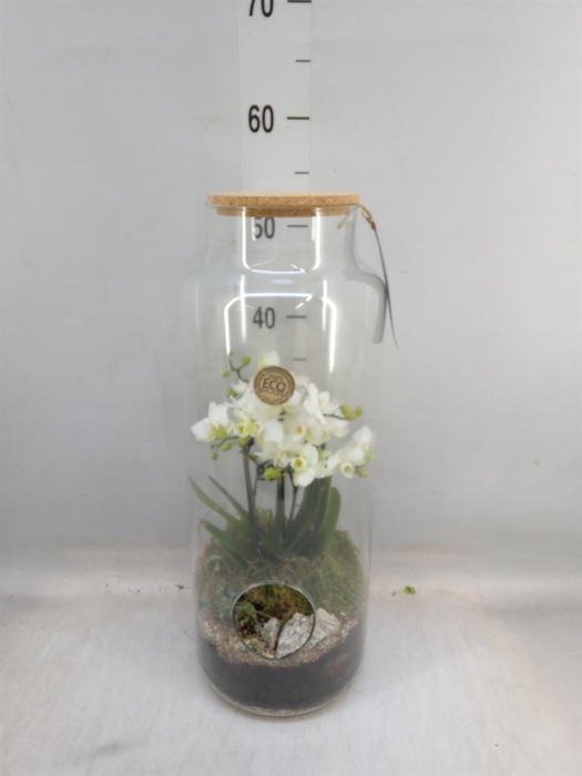 <h4>Arr.  Phalaenopsis  H%</h4>