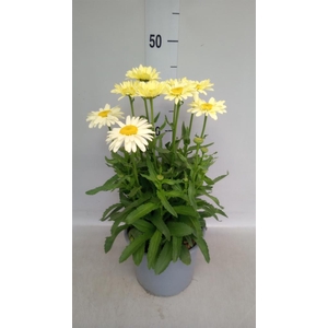 LEUCANTHEMUM SUP. 'BANANA CREAM' ZW